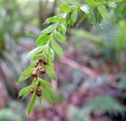 Tmesipteris sigmatifolia: aerial stem showing round-ended synangia with unequal-sized lobes.  
 Image: L.R. Perrie © Leon Perrie 2006 CC BY-NC 3.0 NZ